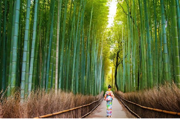 Arashiyama Foresta di Bambù